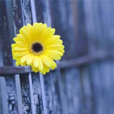 开云电竞手机app下载