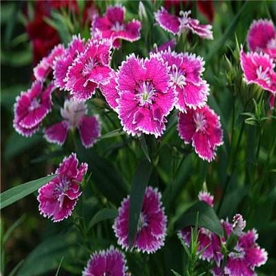 球探比分旧版大全下载手机版截图