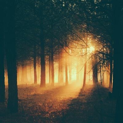 半岛官网入口网页版手机app下载截图